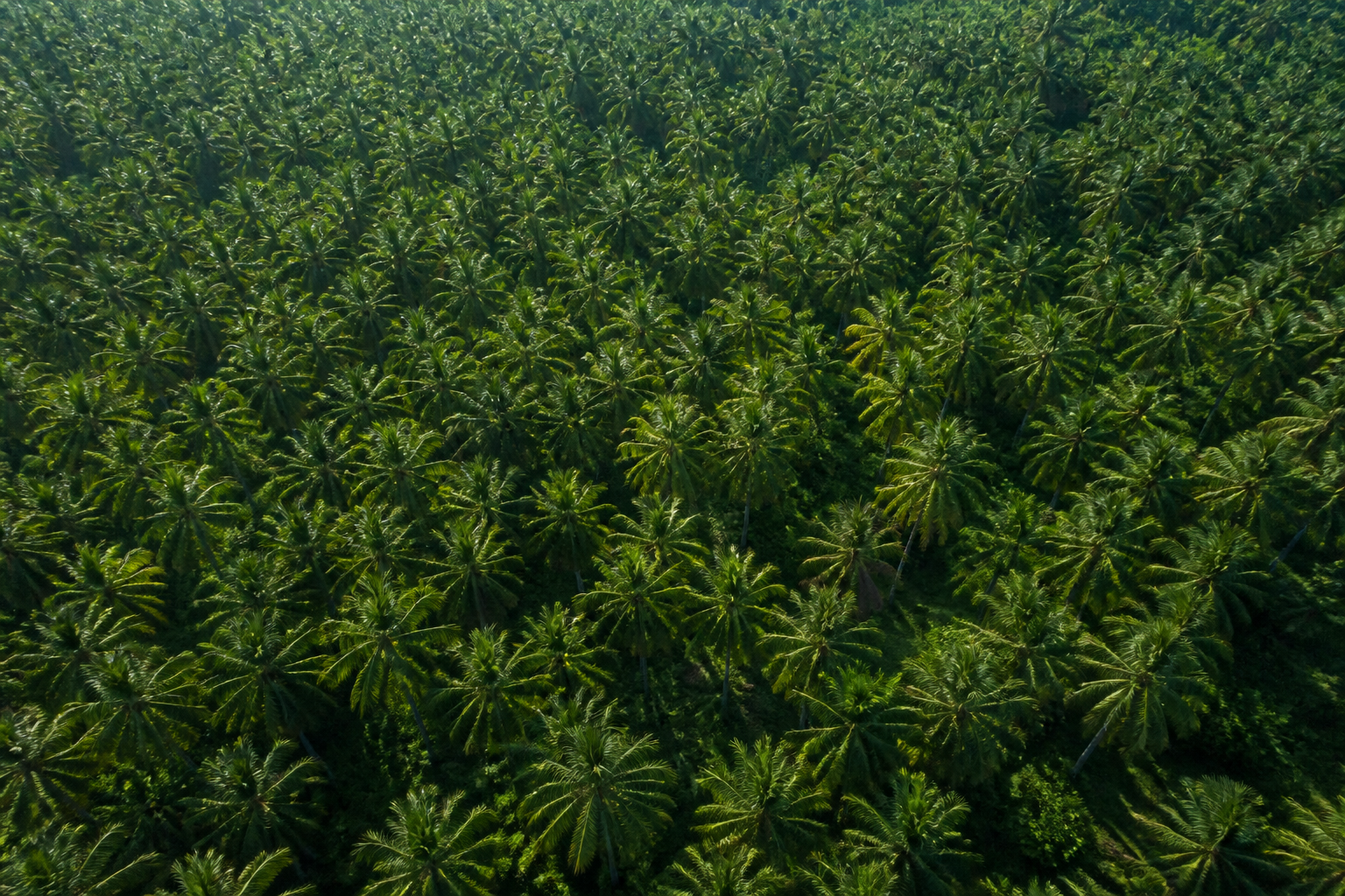 Aerial view of a dense forest with green trees